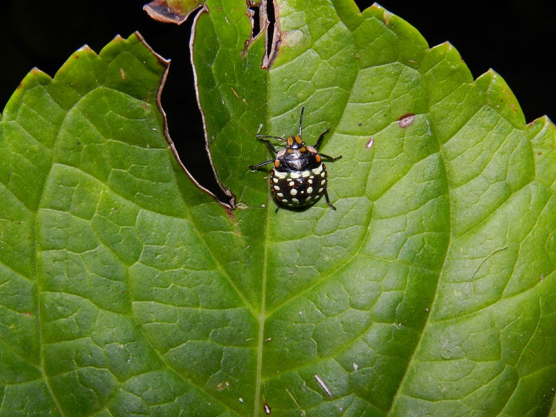 Nezara viridula fasi di crescita